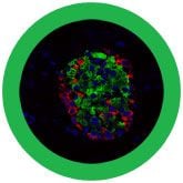 GIANTmicrobes – Diabetes Beta Cell (Insulin) Plysch