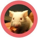 GIANTmicrobes - Vit Labbmus Plysch