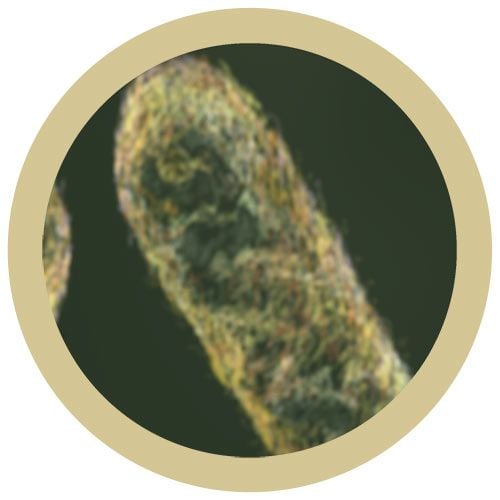 GIANTmicrobes - Stomach Ache (Shigella)