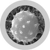GIANTmicrobes - White Blood Cell (Leukocyte)