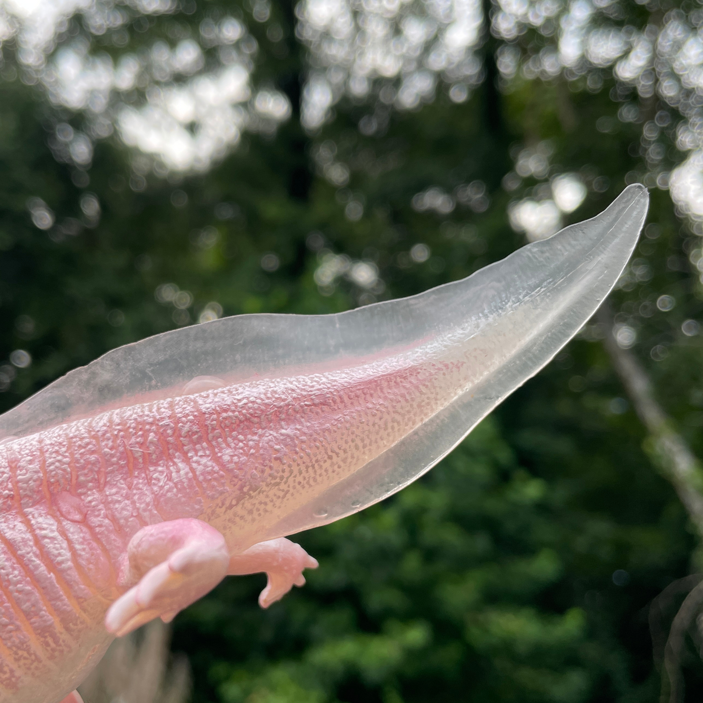 Safari Ltd - Axolotl