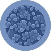 GIANTmicrobes - Staph (Staphylococcus Aureus)