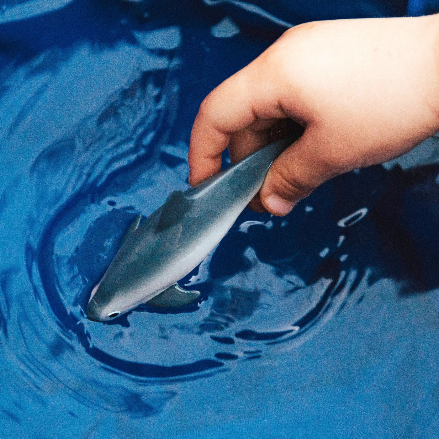 Safari Ltd - Vaquita Porpoise