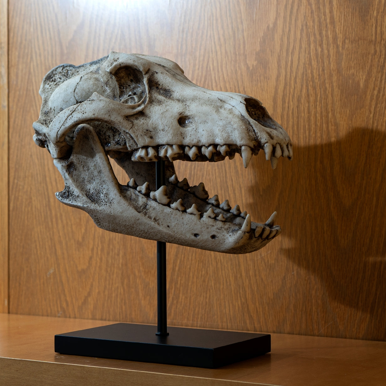 Skull Collectibles - Jättevarg Skalle (Dire Wolf)