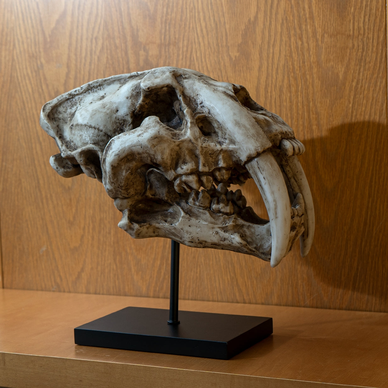 Skull Collectibles - Smilodon Skalle (Saber-tooth cat)