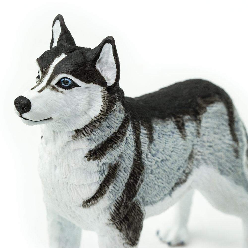 Safari Ltd - Siberian Husky