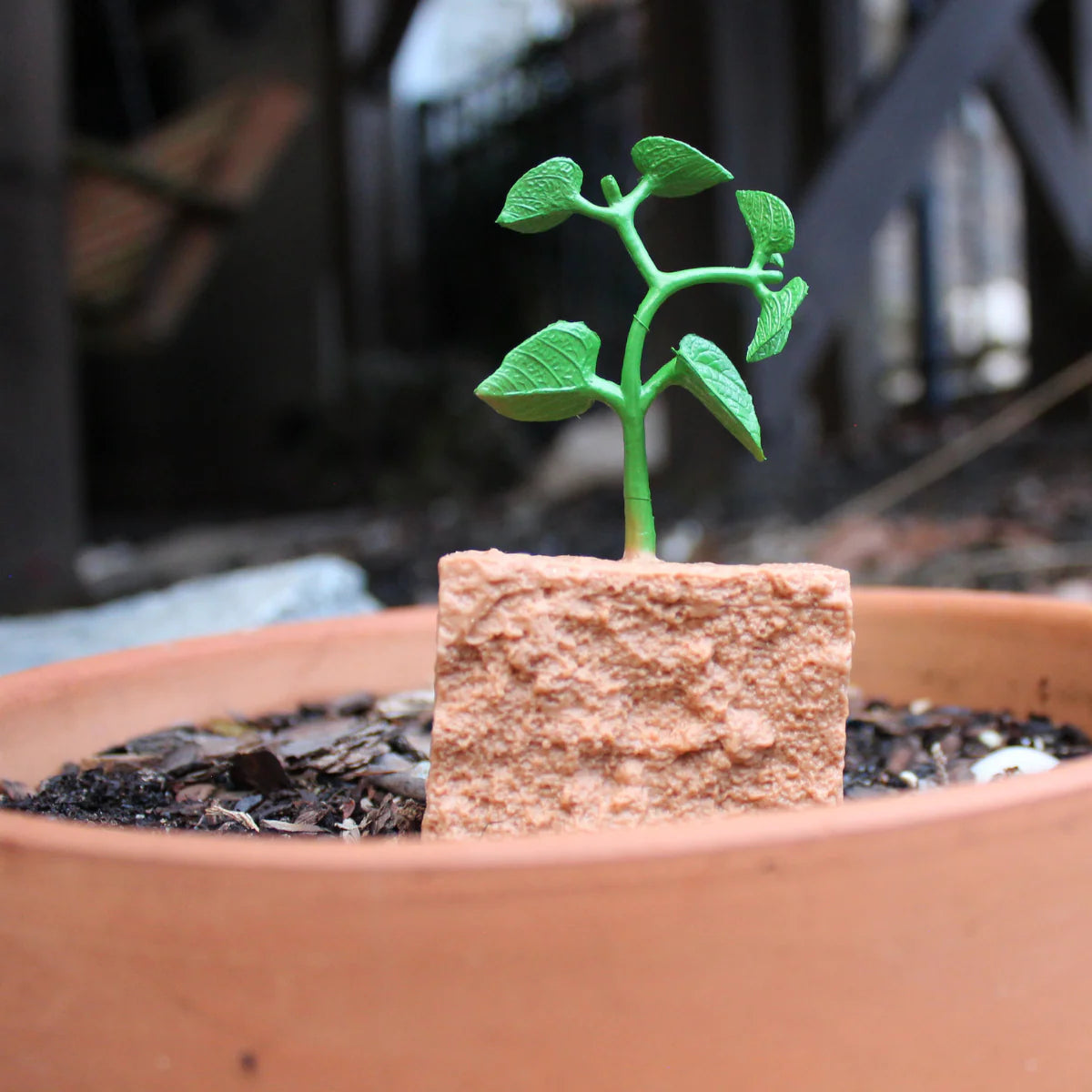 Life Cycle of a Green Bean Plant Safariology®