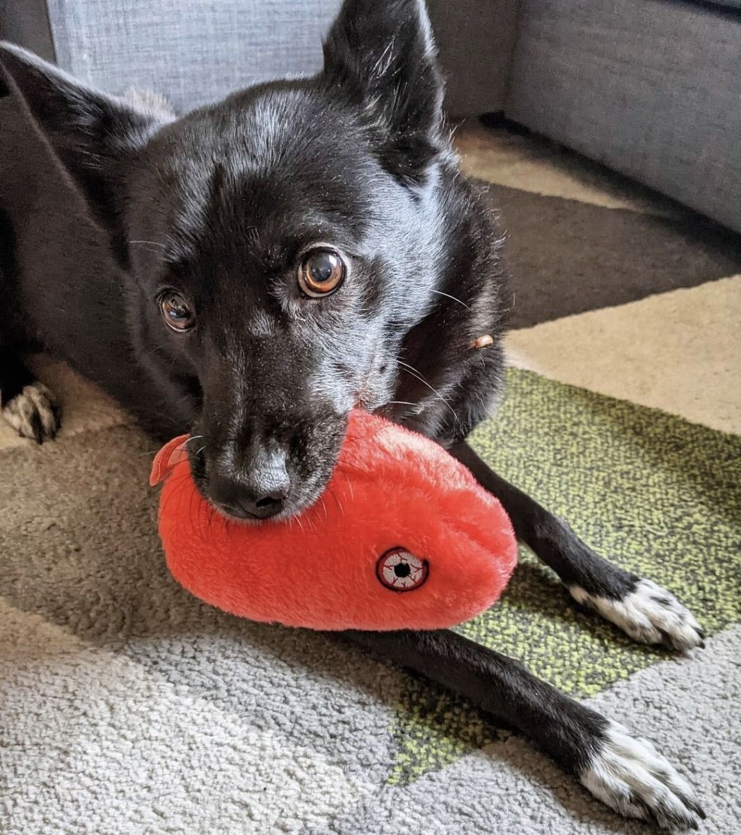 GIANTmicrobes – Rabies Plysch