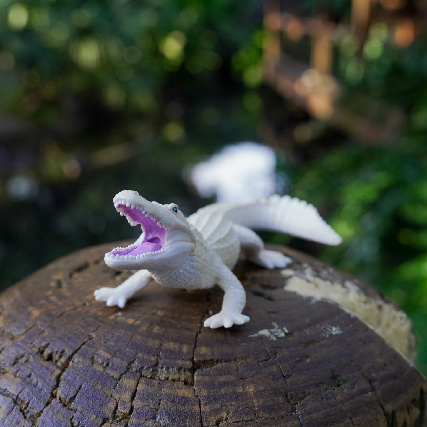 Safari Ltd - Alligator white
