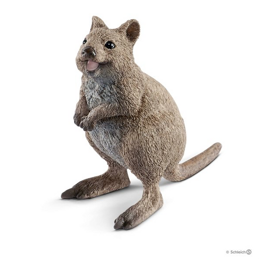 Quokka