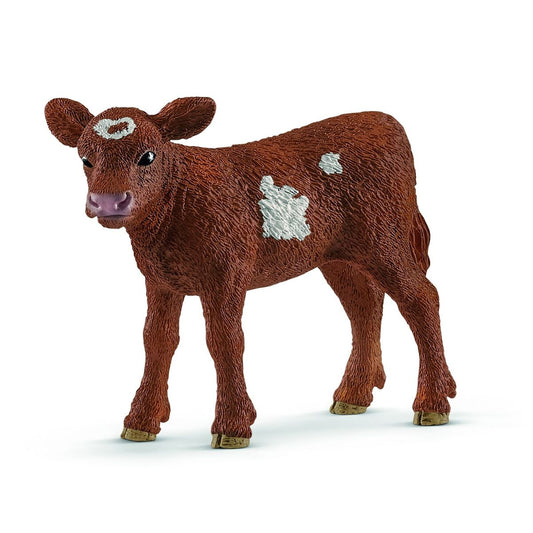 Texas Longhorn, kalv