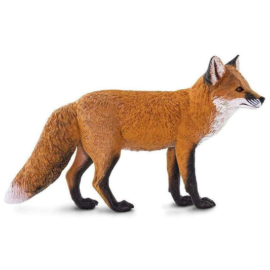 Rödräv (Skala: 1:5)