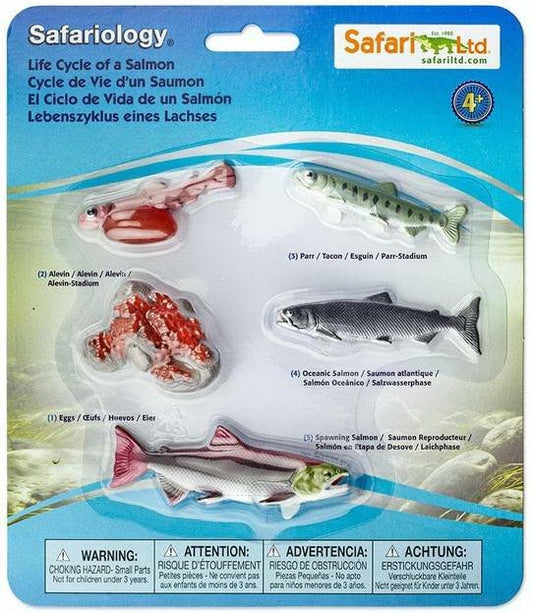 Livscykel av en lax Safariology®