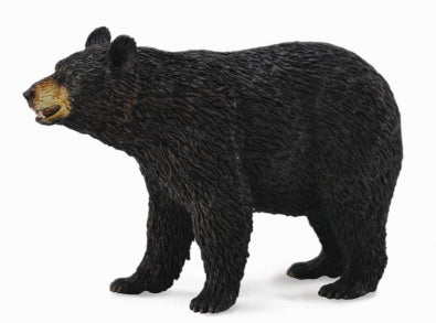 Svartbjörn