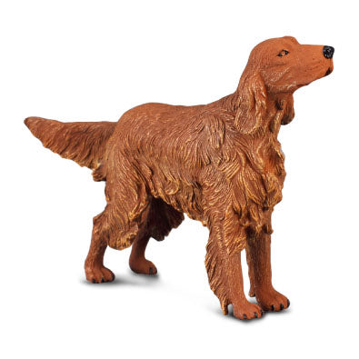 Irländsk röd setter