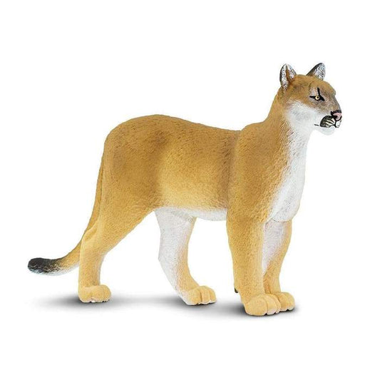 Florida panter (Skala: 1:7)