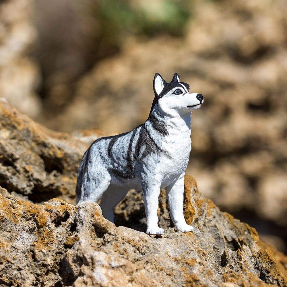 Safari Ltd - Siberian Husky