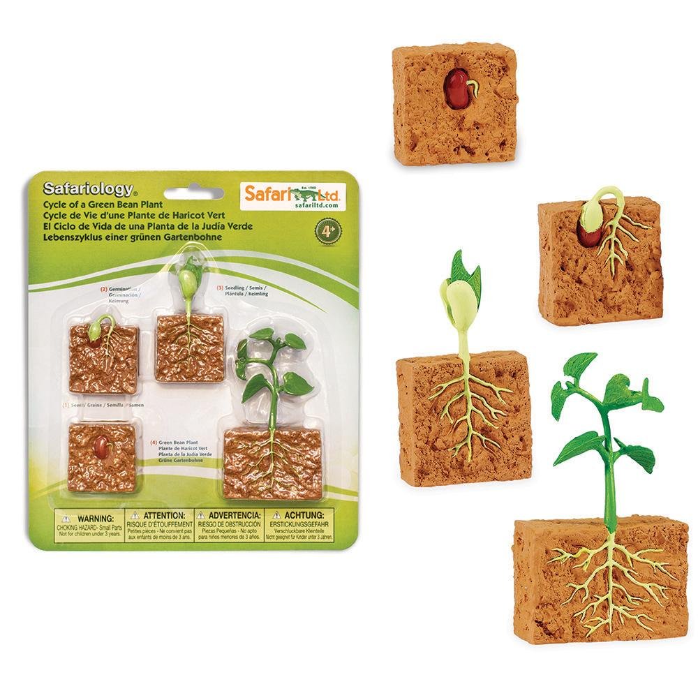 Life Cycle of a Green Bean Plant Safariology®