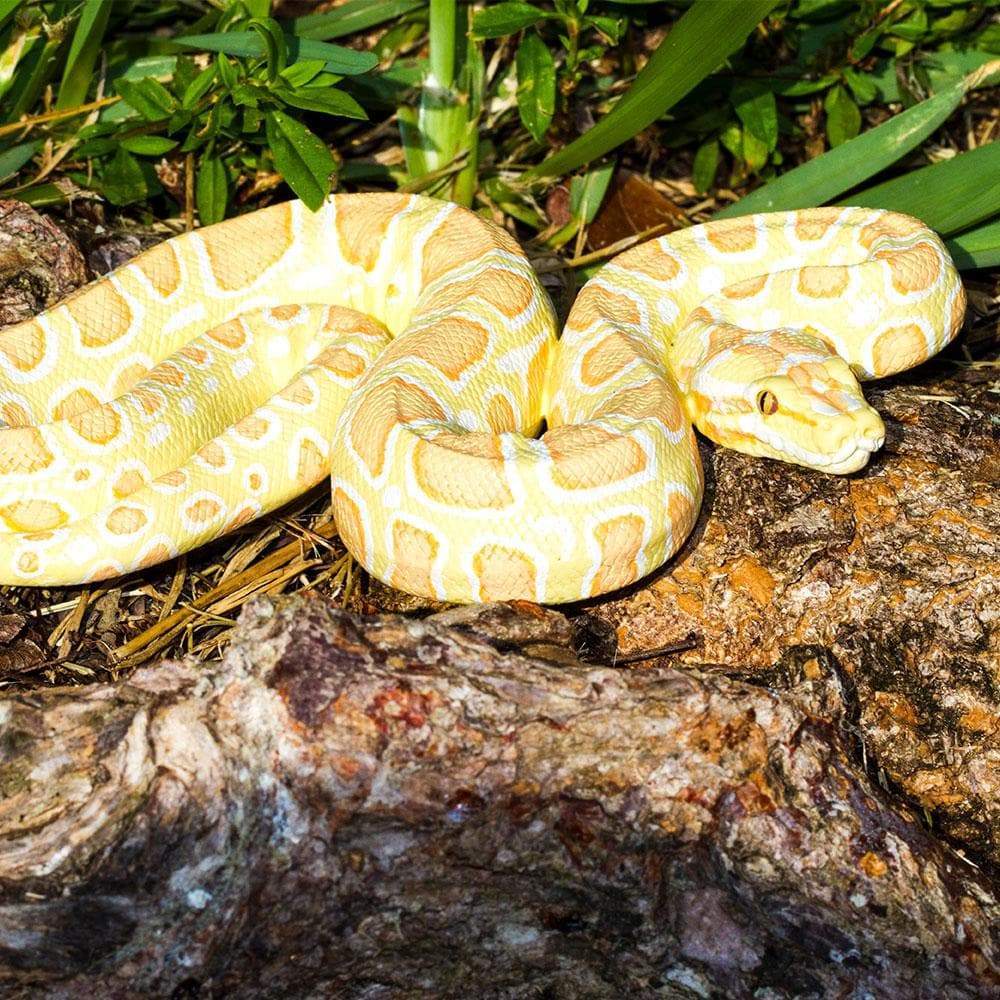 Safari Ltd - Burmesisk pyton Albino (stor modell)