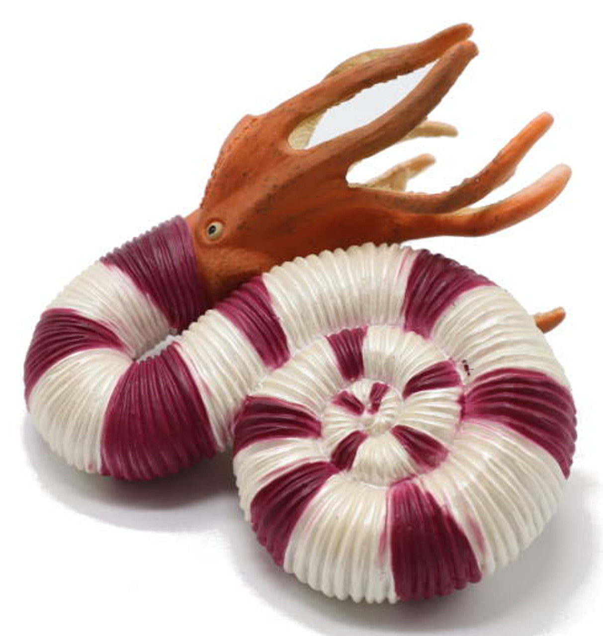 CollectA - Pravitoceras