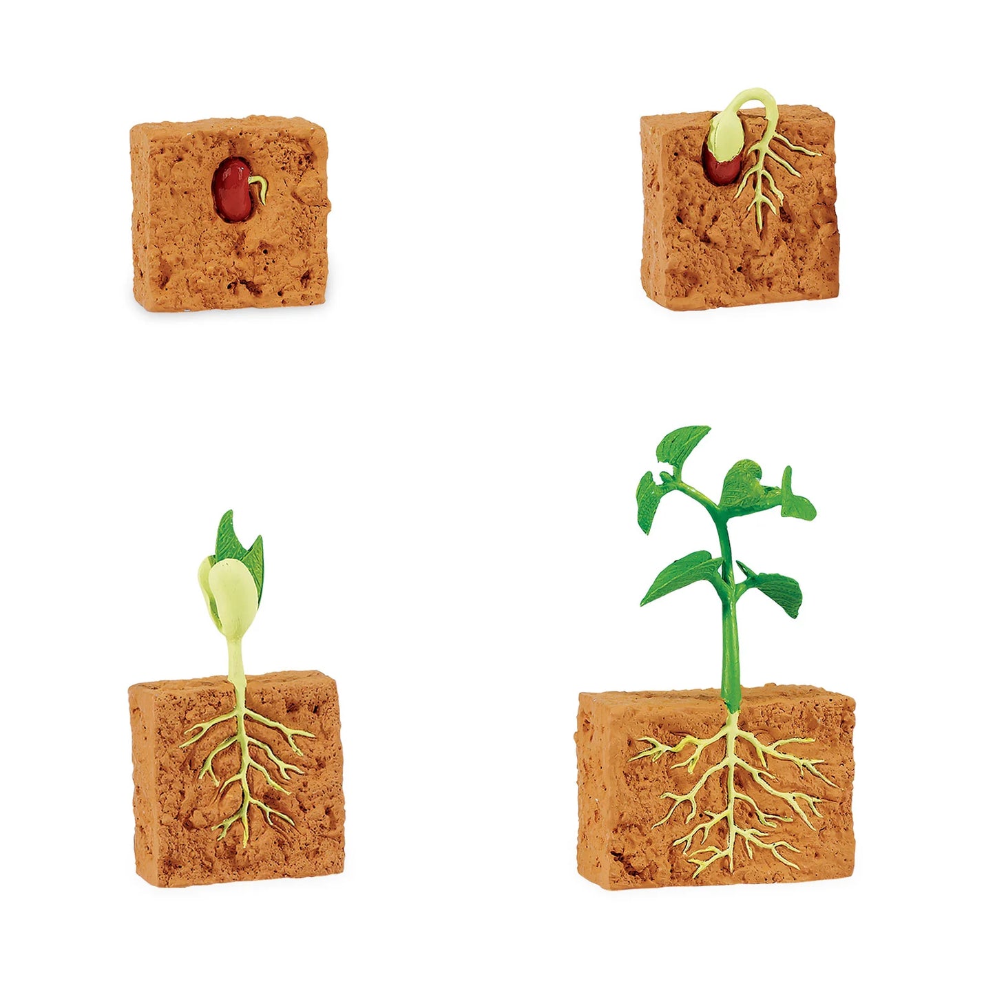Life Cycle of a Green Bean Plant Safariology®