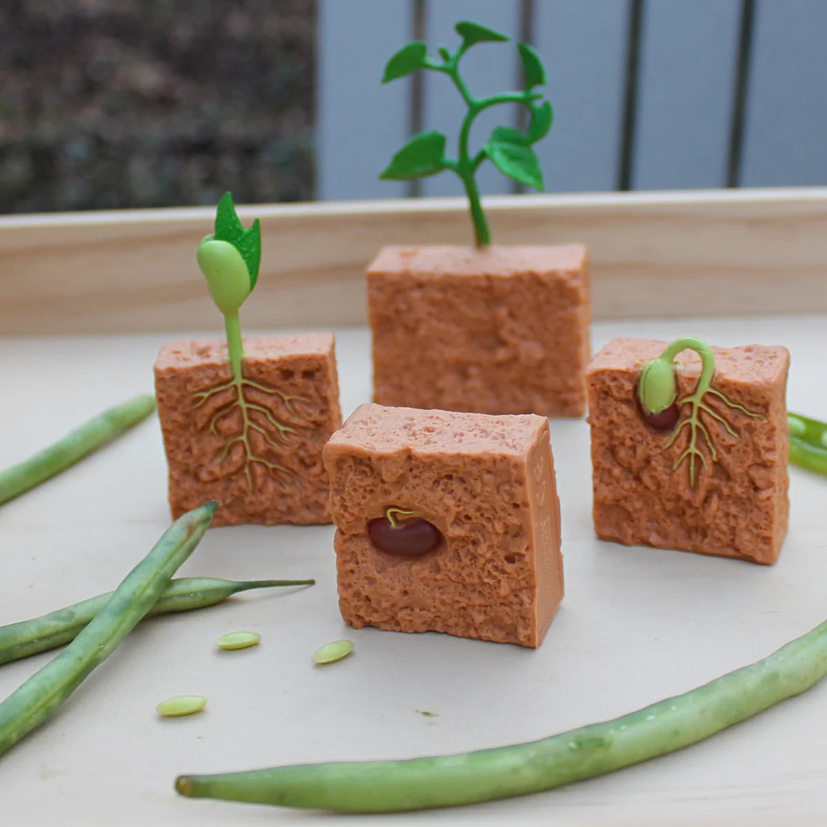 Life Cycle of a Green Bean Plant Safariology®