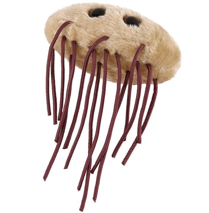 GIANTmicrobes - E. coli (Kolibakterie)