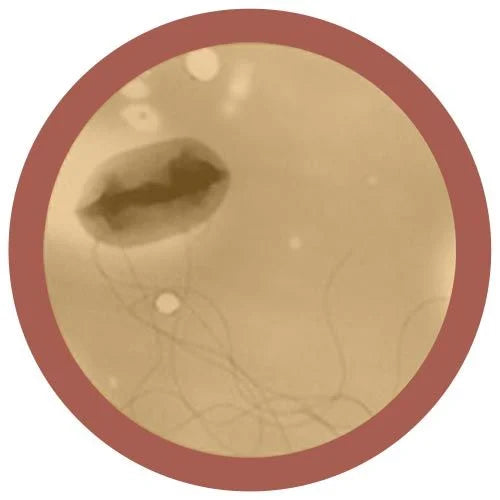 GIANTmicrobes - E. coli (Kolibakterie)