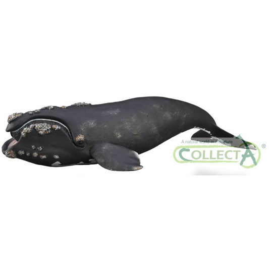 Right Whale