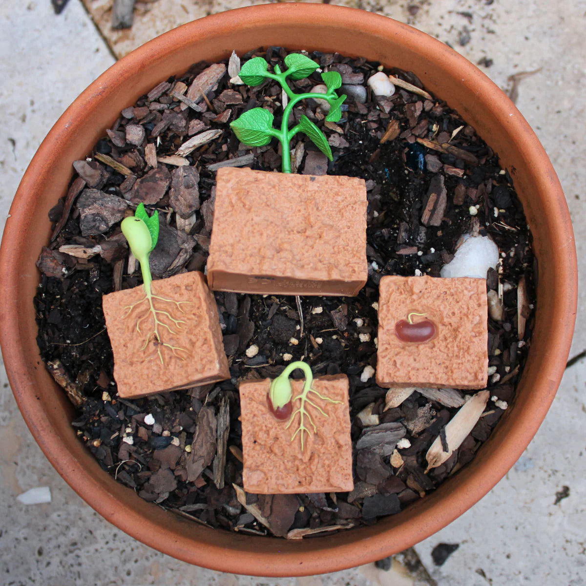 Life Cycle of a Green Bean Plant Safariology®