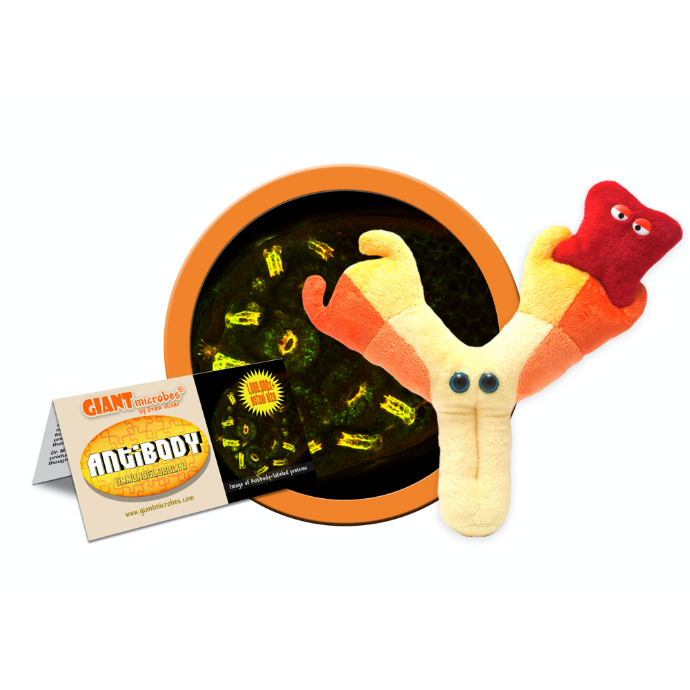 GIANTmicrobes - Antikropp (Antibody / Immunoglobulin)